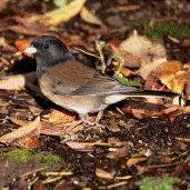 Dark eyed Junco